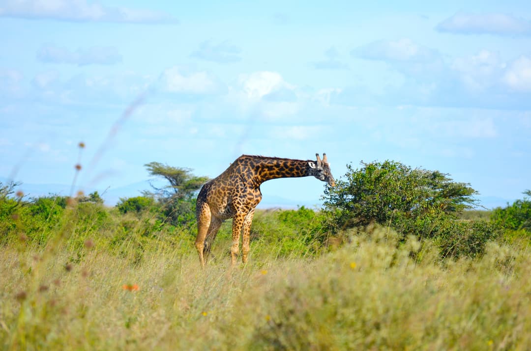 Kenya